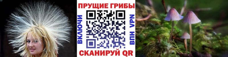 Галлюциногенные грибы Psilocybine cubensis  купить  сайты  Звенигород 